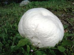 IMG012&#x2e;jpg