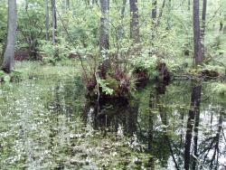 IMG521&#x2e;jpg