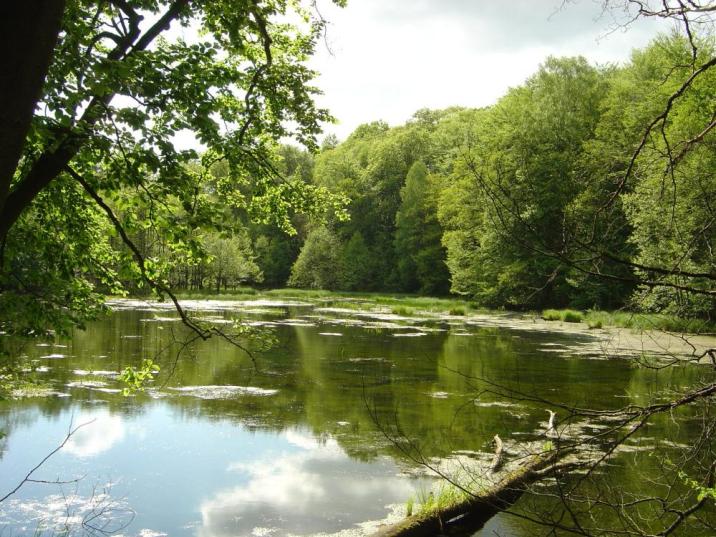 Zdjęcie&#x20;przedstawia&#x20;część&#x20;rzeki&#x20;Drawy&#x20;dookoła&#x20;zieolone&#x20;drzewa&#x20;&#x28;fot&#x2e;&#x20;C&#x2e;&#x20;Kokocki&#x29;